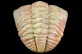 + Long Enrolled Pedinopariops Trilobite - Unique Coloration #75465-2